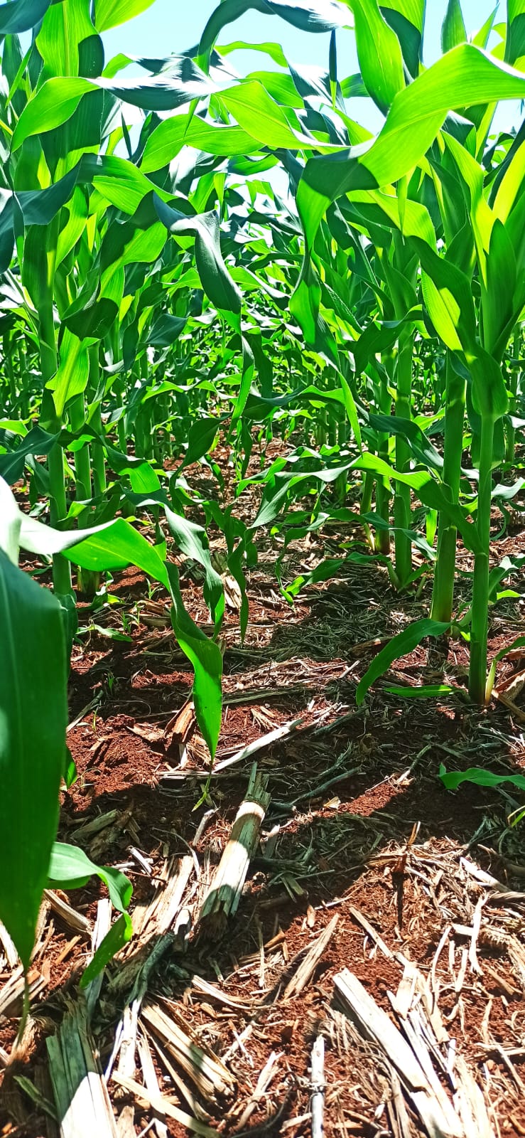 Reunião de consultores agrícolas analisando dados de produção e planejamento